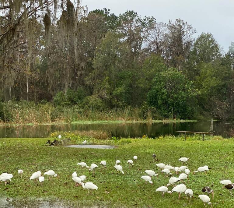 Professor Rousseau'S Manatee Bay Lägenhet Crystal River Exteriör bild